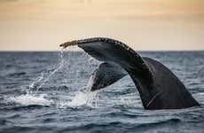 Avistamiento de ballenas en Ixtapa Zihuatanejo