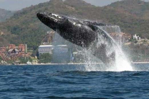 Whale breaching