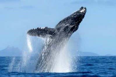 Uma baleia saltando