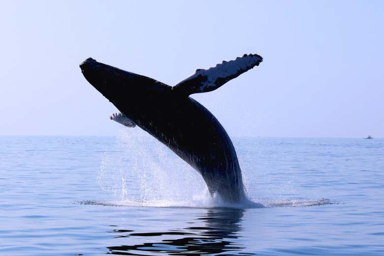 Contemplando esses maravilhosos cetáceos