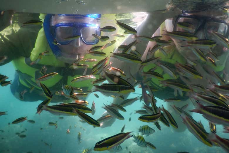 Descubriendo la biodiversidad marina del Pacífico