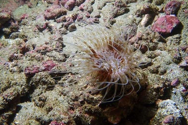 Exploraremos el fondo marino