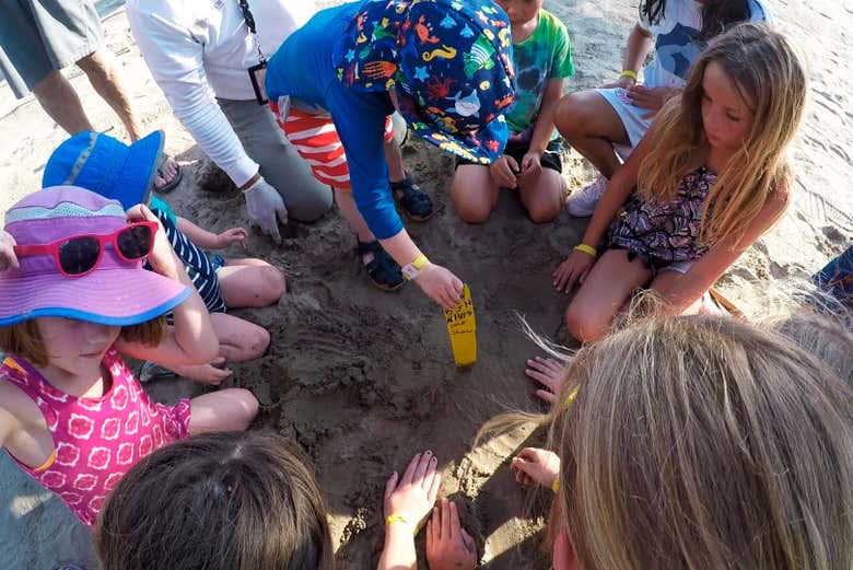 Discovering turtle nests