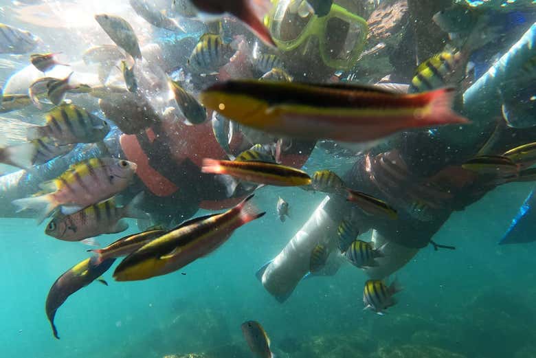 Un banco de peces de vivos colores