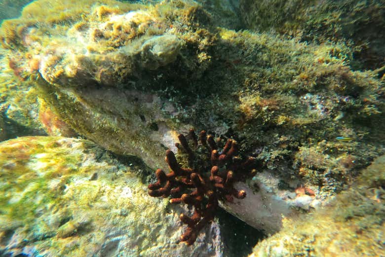 Admirando la flora marina de la playa Las Gatas