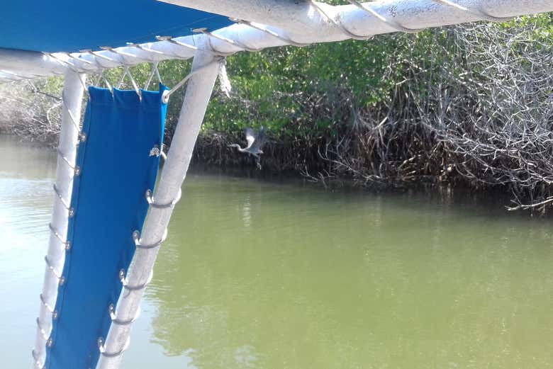 Mangrovie della laguna di Potosí