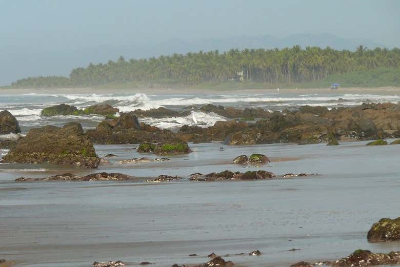 Cocoteros de la playa Troncones