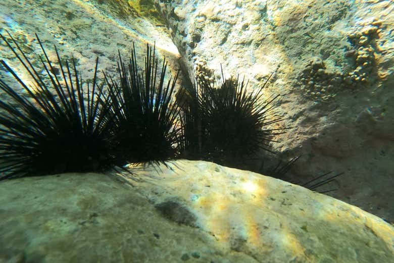 Avistando erizos de mar