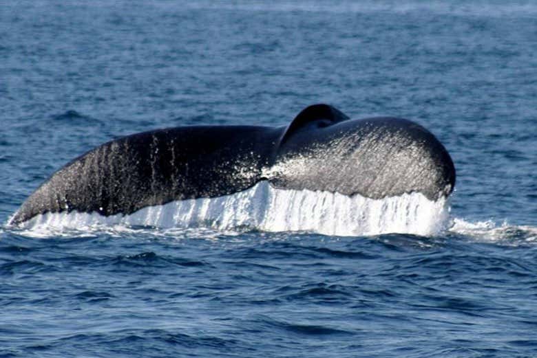Calda de uma baleia