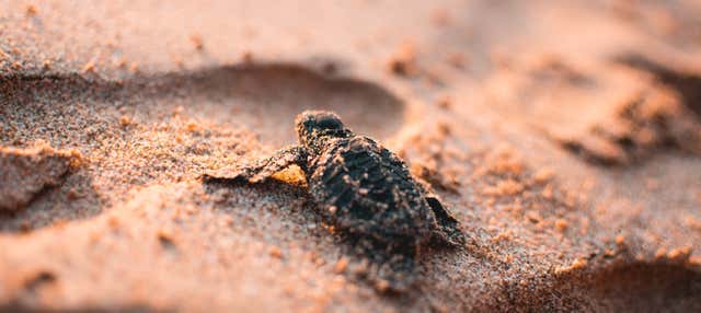 Liberación de tortugas en Ixtapa Zihuatanejo