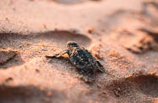 Ixtapa Zihuatanejo Sea Turtle Release