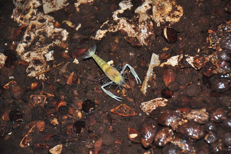 Camarón ciego de Kantemó 