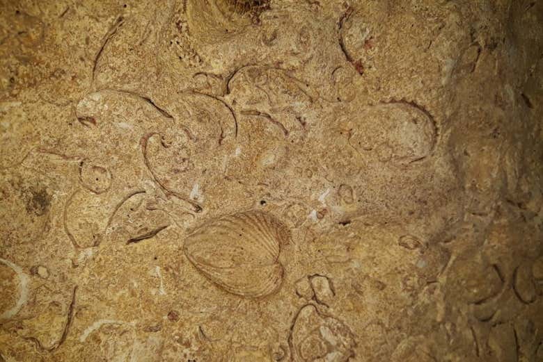 Fósiles del interior de la cueva 