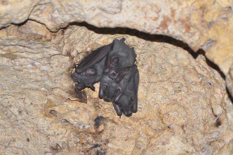 Murciélagos de la cueva de Kantemó 