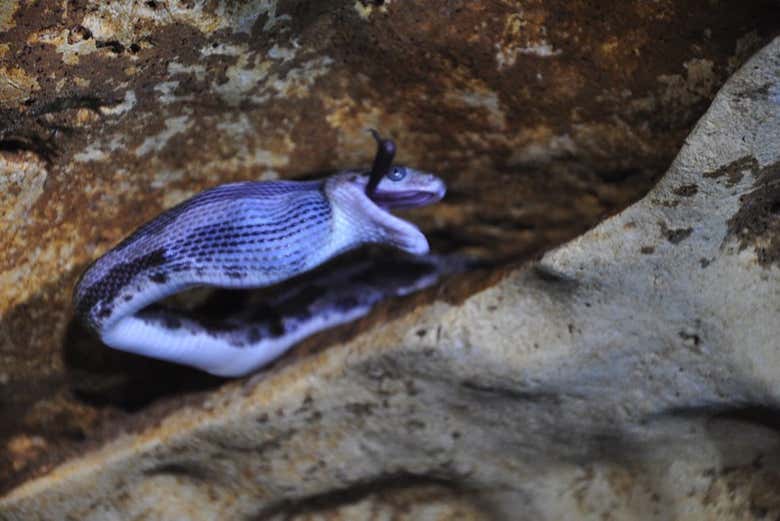 Avistamiento de serpiente