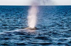 Magdalena Bay Whale Watching