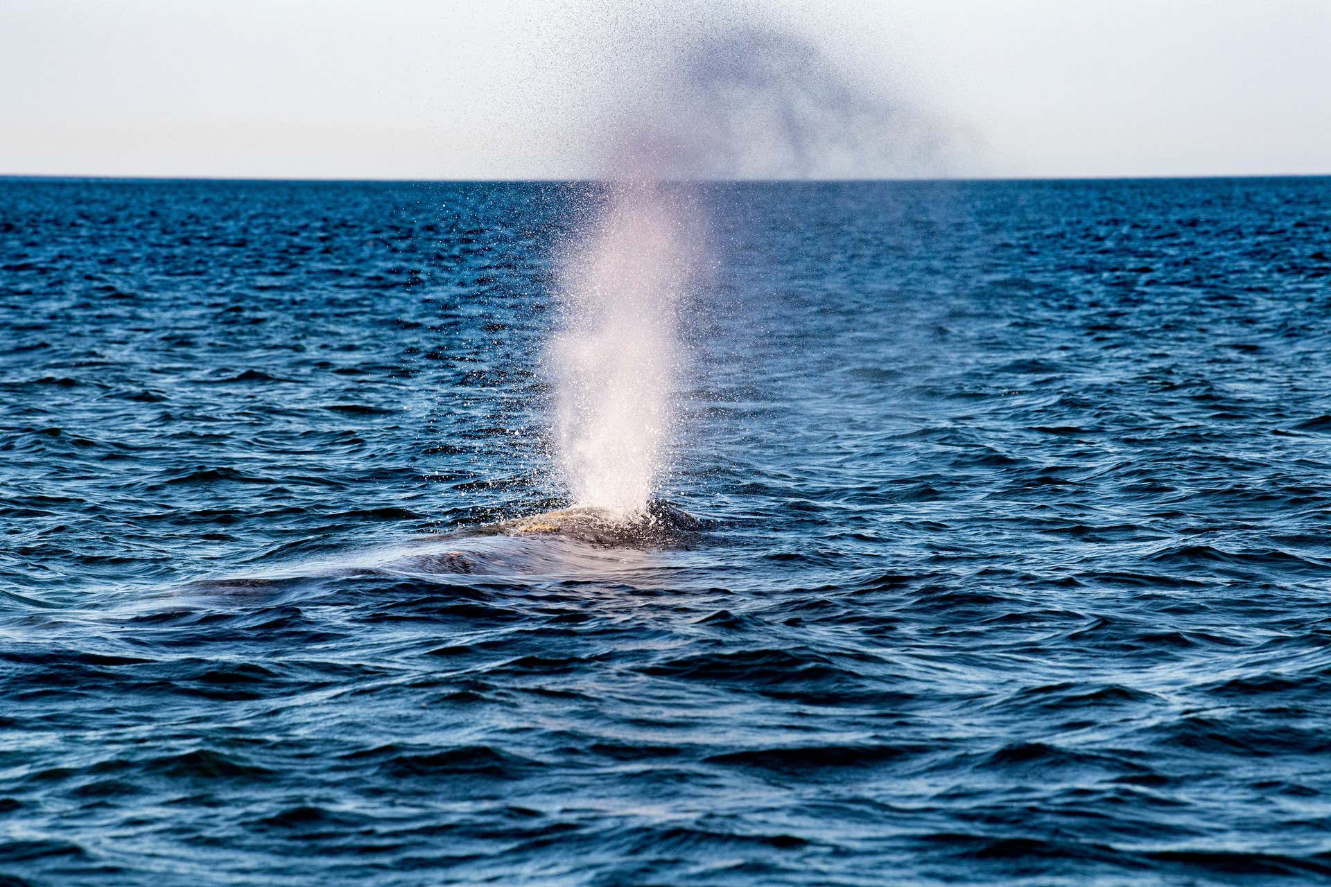 Avvistamento di balene nella baia della Magdalena