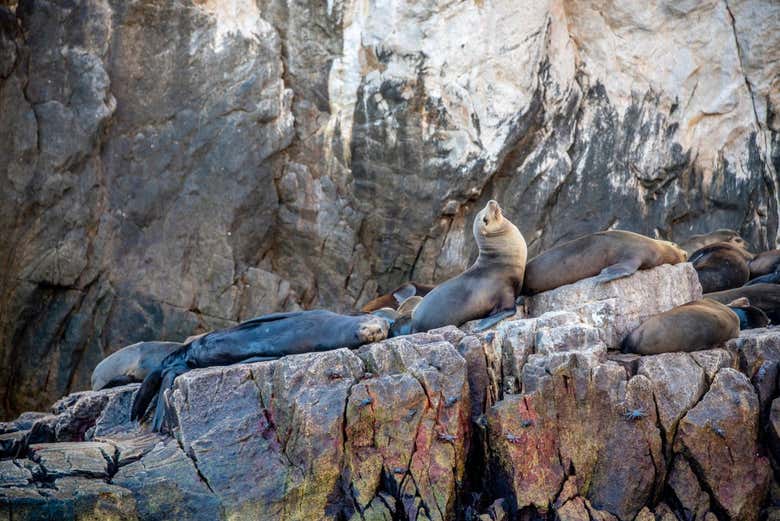 La vida animal en isla Espíritu Santo
