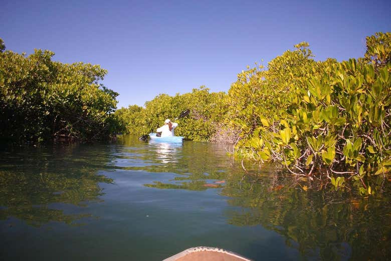 Atravessando os manguezais