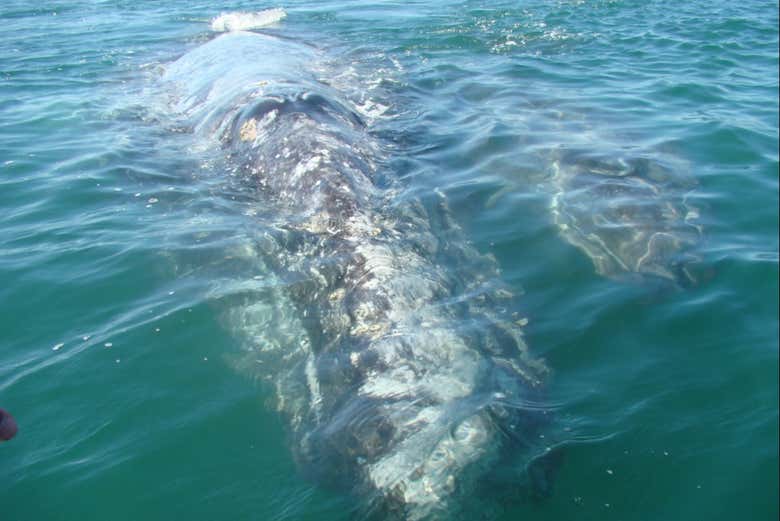 Ballena gris en la bahía Magdalena