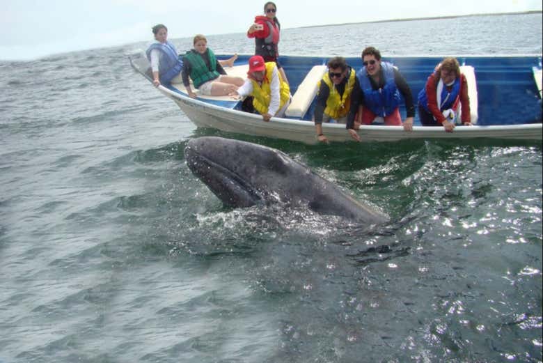 Paseo en lancha por la bahía Magdalena