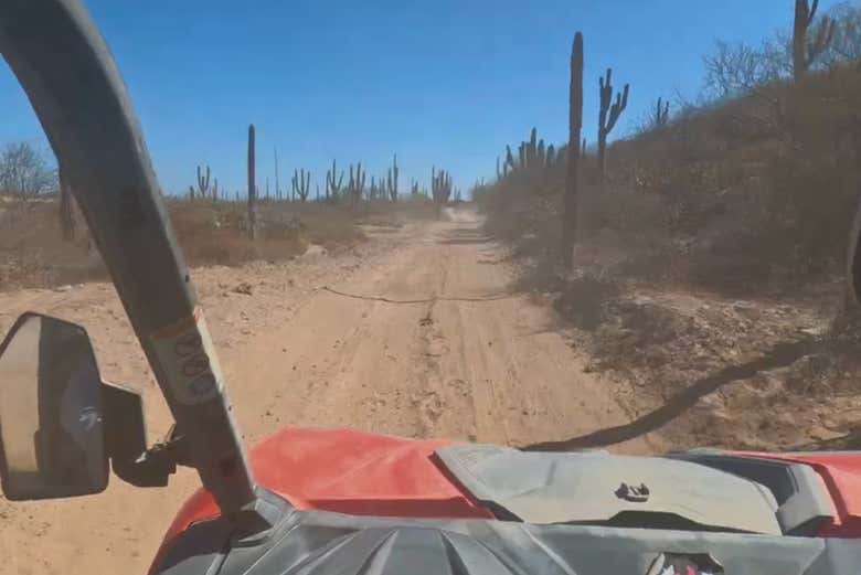 Admirando los icónicos cactus del desierto