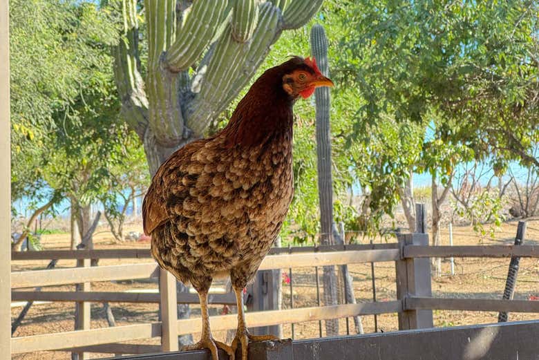 Vivez l'expérience de la vie à la ferme à La Garita