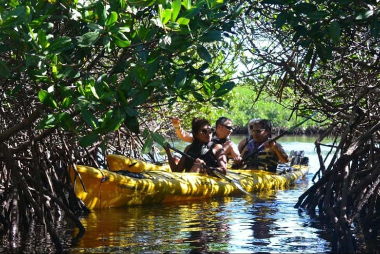 Atravesando las ramas bajo el manglar
