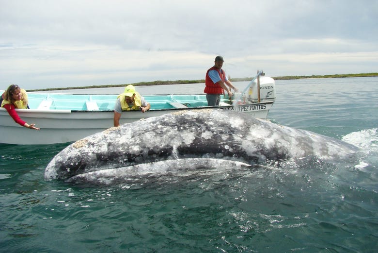 Tocando a una ballena desde la lancha 