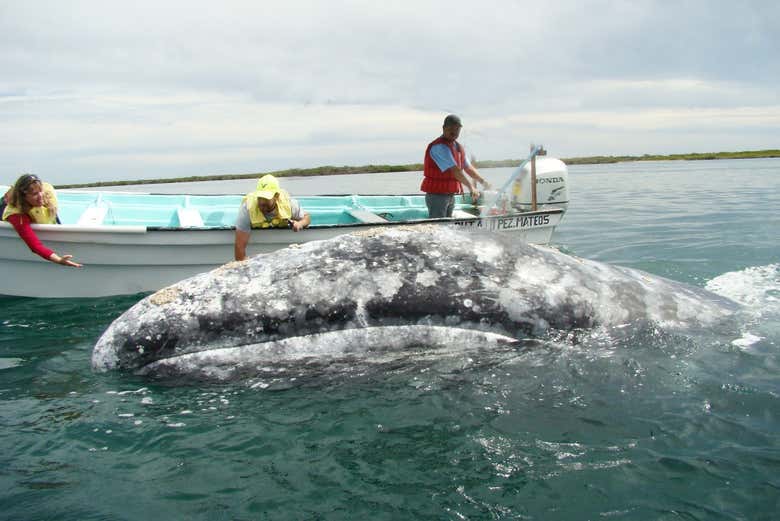 Tocando uma baleia da lancha
