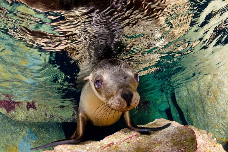 Lobo marino en las aguas de La Paz
