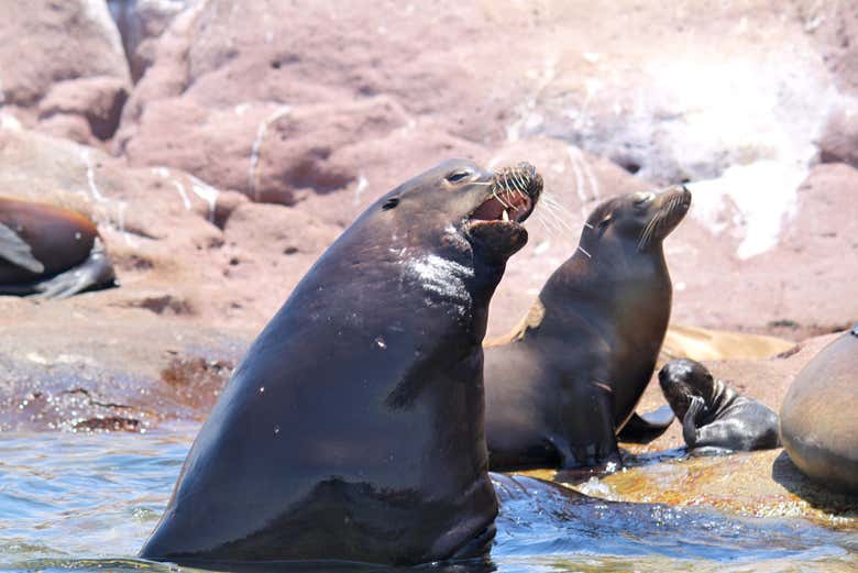 Les otaries de Espíritu Santo