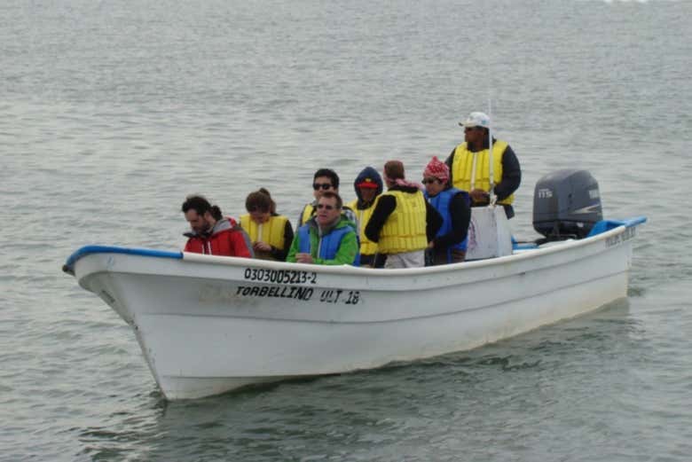 En busca de ballenas grises