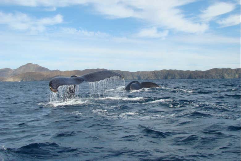 Contemplando a la ballena gris