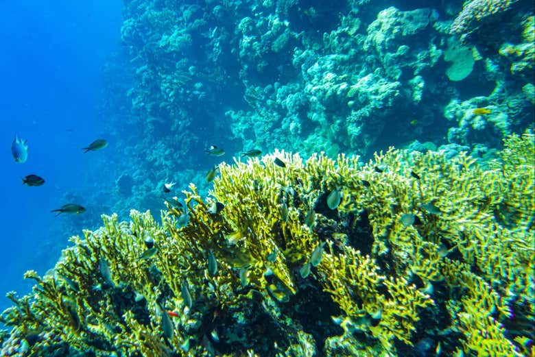 ¡Os sumergiréis en un entorno lleno de biodiversidad!