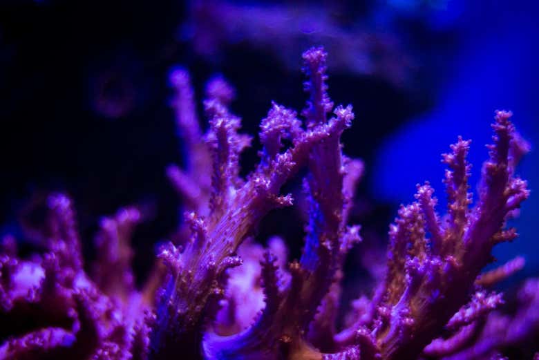 Observaréis una asombrosa variedad de especies marinas