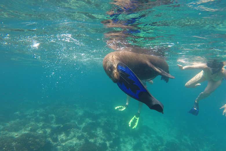 Disfrutando junto a los lobos marinos