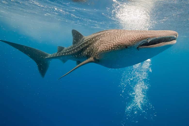Ejemplar de tiburón ballena