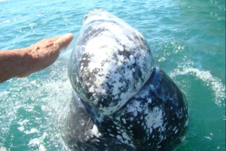 Ballena gris con sus características manchas blancas