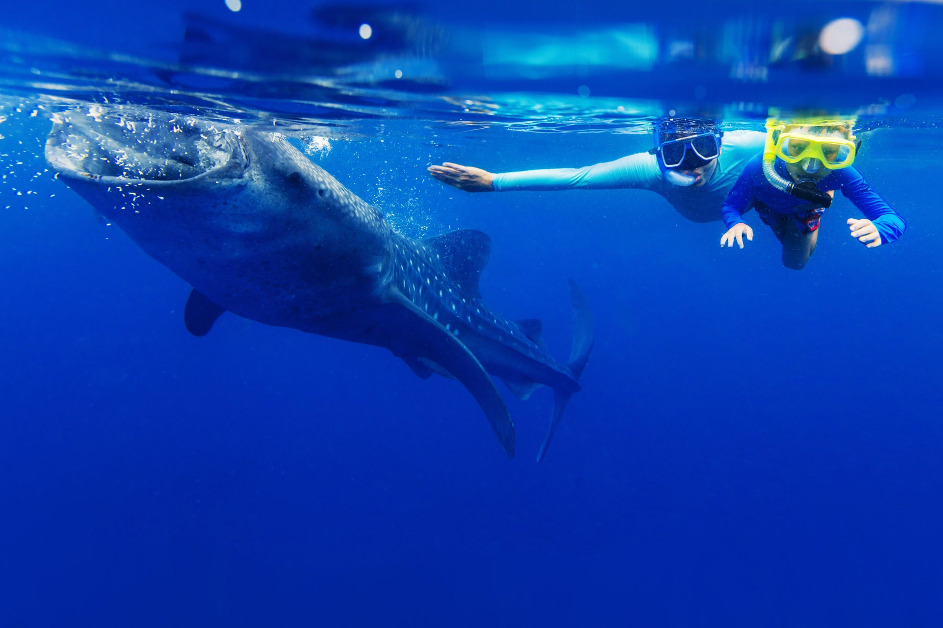Nage avec les requins-baleines à La Paz