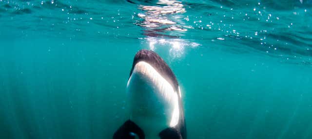 Safari marino en La Ventana + Snorkel