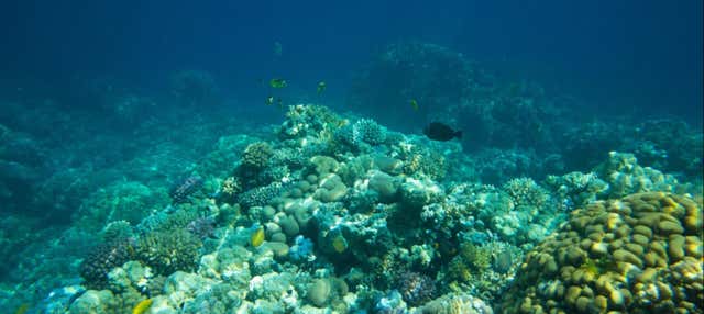 Snorkeling in un allevamento di coralli