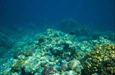 Snorkel en una granja de corales