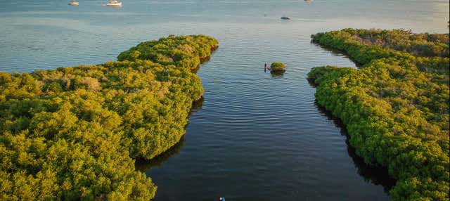 Tour en kayak por los manglares del Mogote