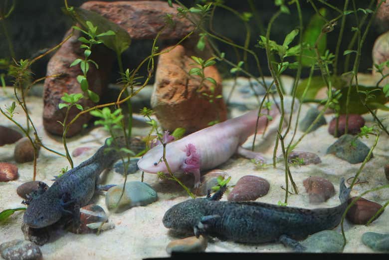 El acuario de León que no os podéis perder