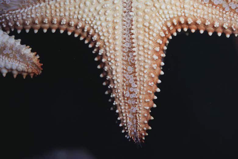 Detalles de una estrella de mar