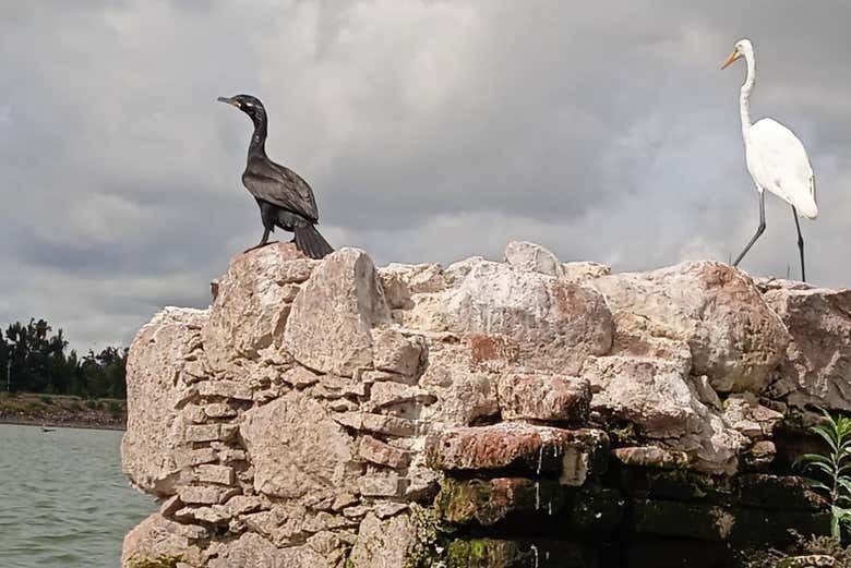 Fauna del Parque Metropolitano
