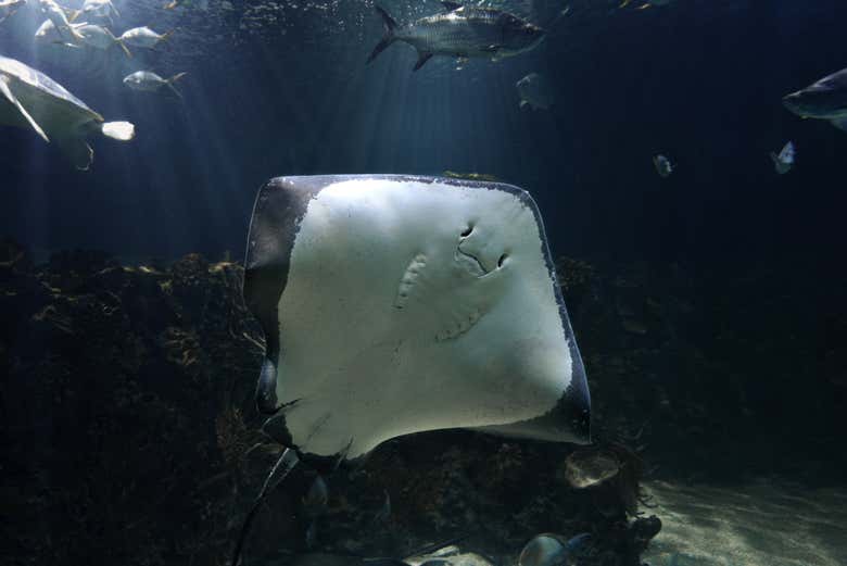 Descubriréis el increíble mundo submarino