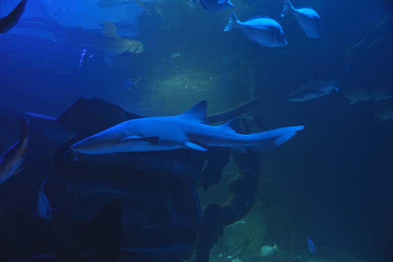 Tiburones en el acuario de León