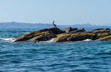 Excursão à ilha Coronado